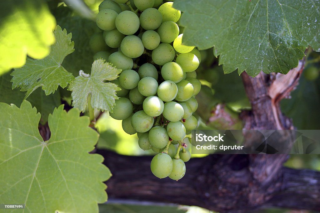 Verde uvas en la vid - Foto de stock de Colgar libre de derechos