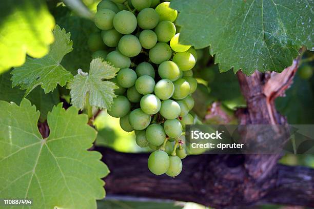 Photo libre de droit de Raisin Vert Sur La Vigne banque d'images et plus d'images libres de droit de Branche - Partie d'une plante - Branche - Partie d'une plante, Couleur verte, En botte ou en grappe