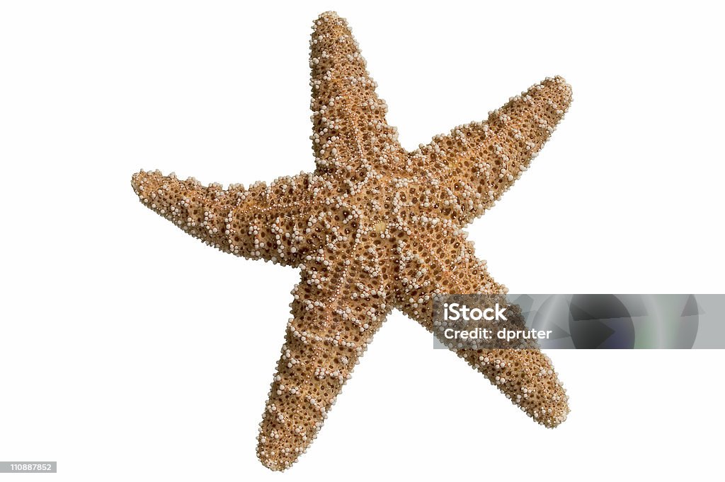 Ritagliato stella di - Foto stock royalty-free di Stella di mare