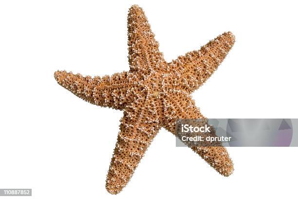 Recortado Estreladomar - Fotografias de stock e mais imagens de Estrela-do-mar - Estrela-do-mar, Afiado, Animal