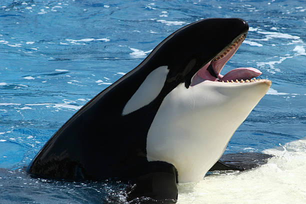 Feed Me Please  killer whale photos stock pictures, royalty-free photos & images