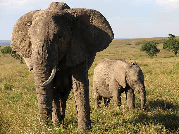 istock Elephants in the Masai Mara 110888924