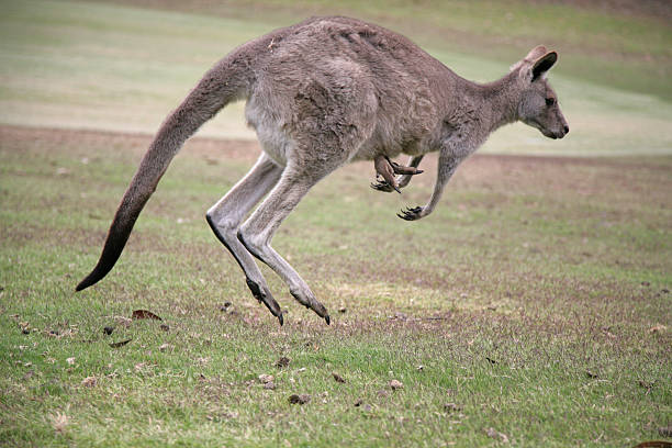 skippy - skippy fotografías e imágenes de stock