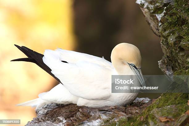 Gannet At Troup Head Stock Photo - Download Image Now - Aberdeen - Scotland, Animal Body Part, Animal Head