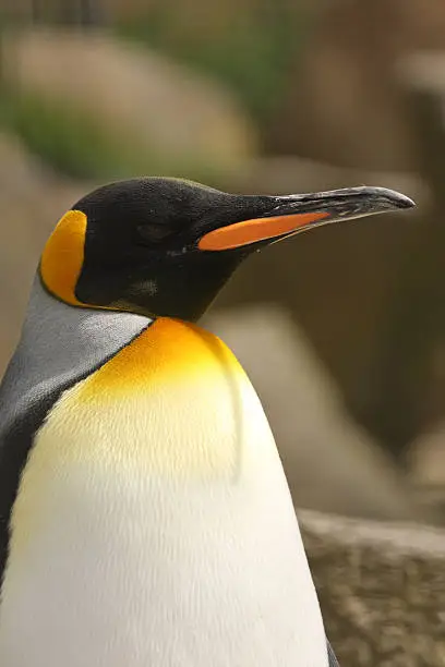 Photograph of a King Penguin