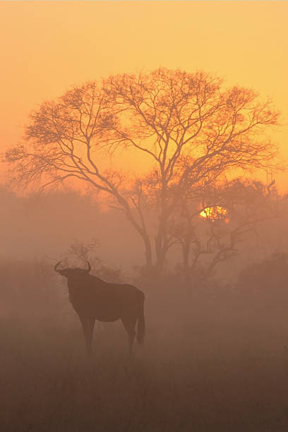 썬라이즈 in 사비 샌드 - kruger national park sunrise south africa africa 뉴스 사진 이미지