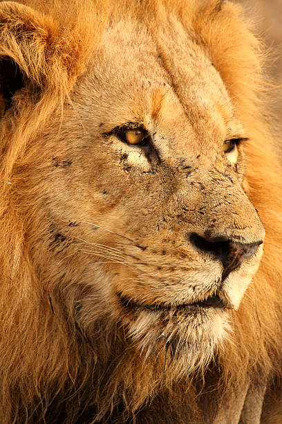 istock Lion in Sabi Sands 110889739