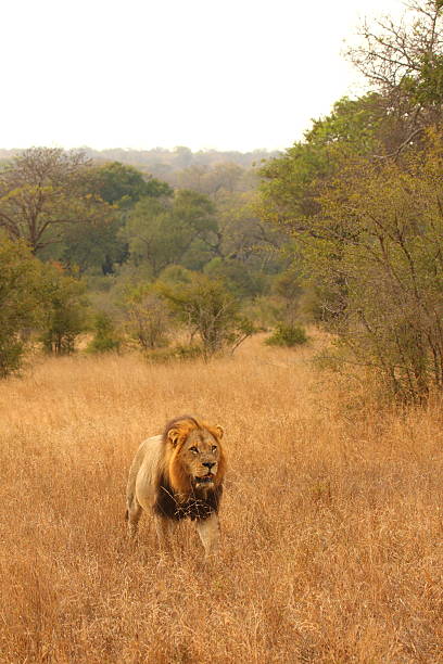 istock Lion in Sabi Sands 110889843