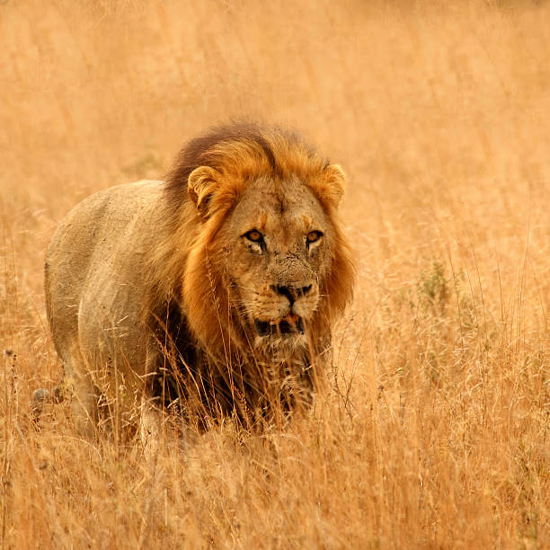 istock Lion in Sabi Sands 110890547