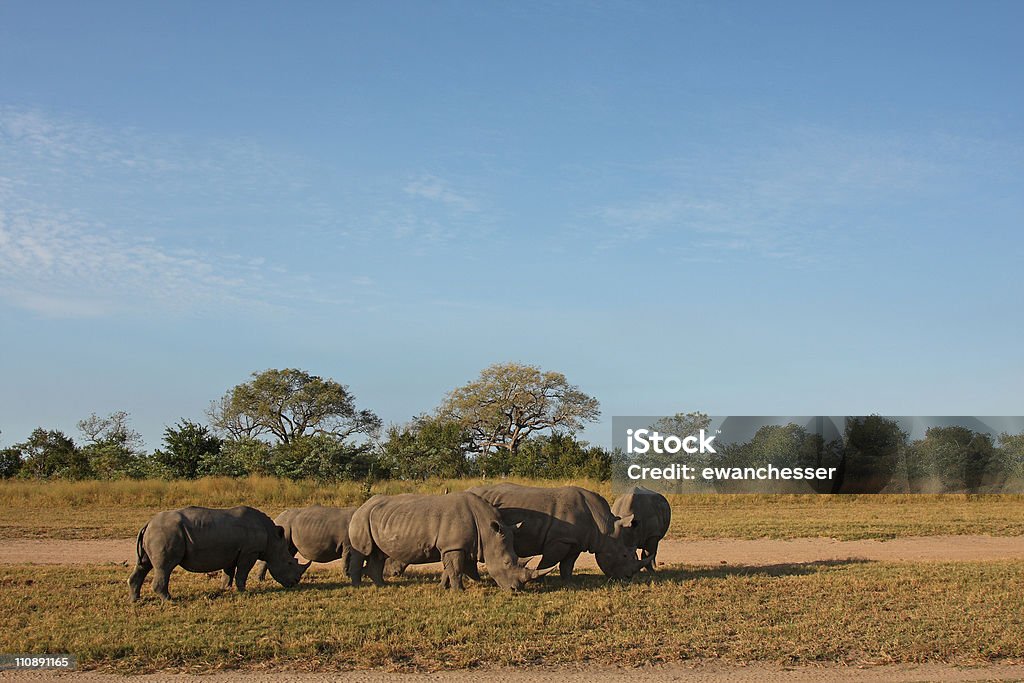 Crash of Rhino  Africa Stock Photo