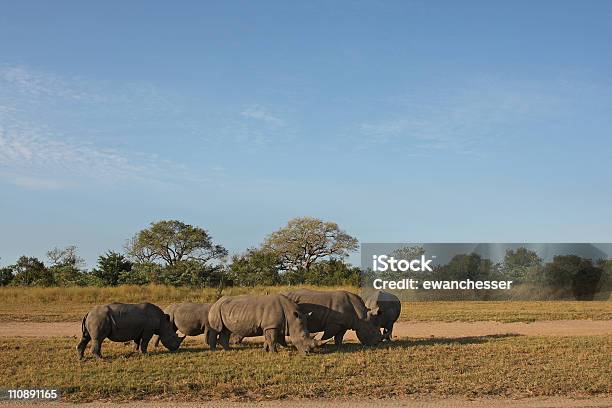 Crash Of Rhino Stock Photo - Download Image Now - Africa, Animal, Animals In The Wild