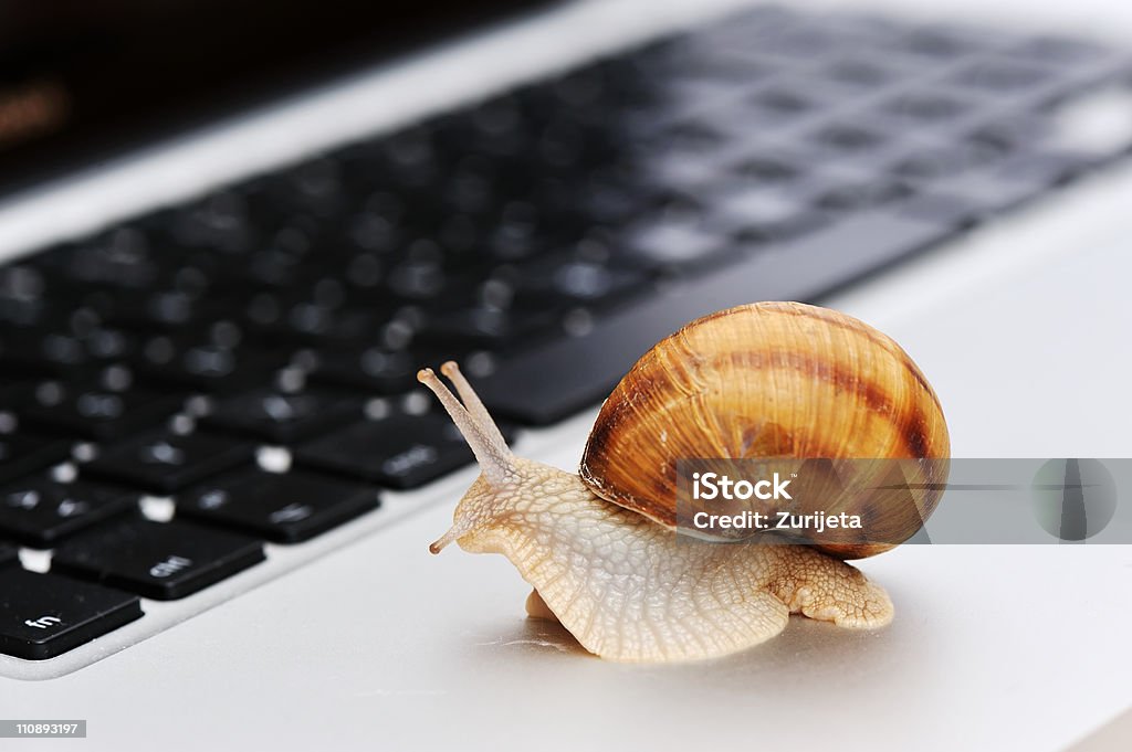 Snail crawling on laptop, slowly  Snail Stock Photo