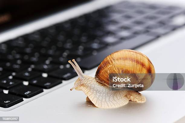 Snail Crawling On Laptop Slowly Stock Photo - Download Image Now - Snail, Slow, Computer