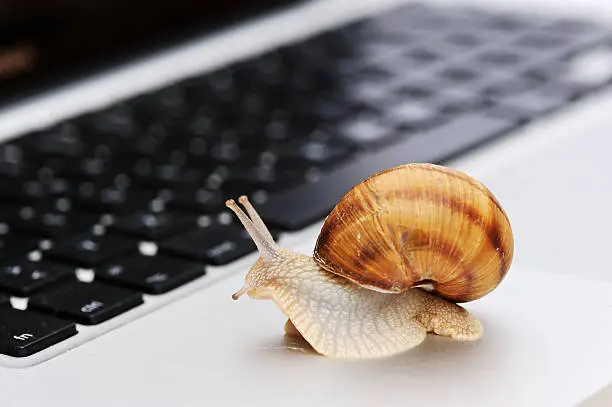 Photo of Snail crawling on laptop, slowly