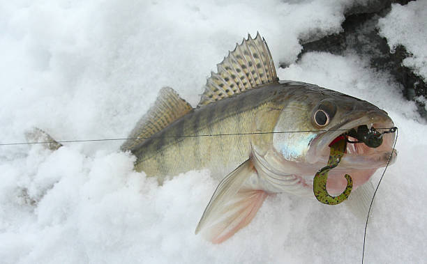 istock Walleye caught on drop-shot rig with green worm 110895828