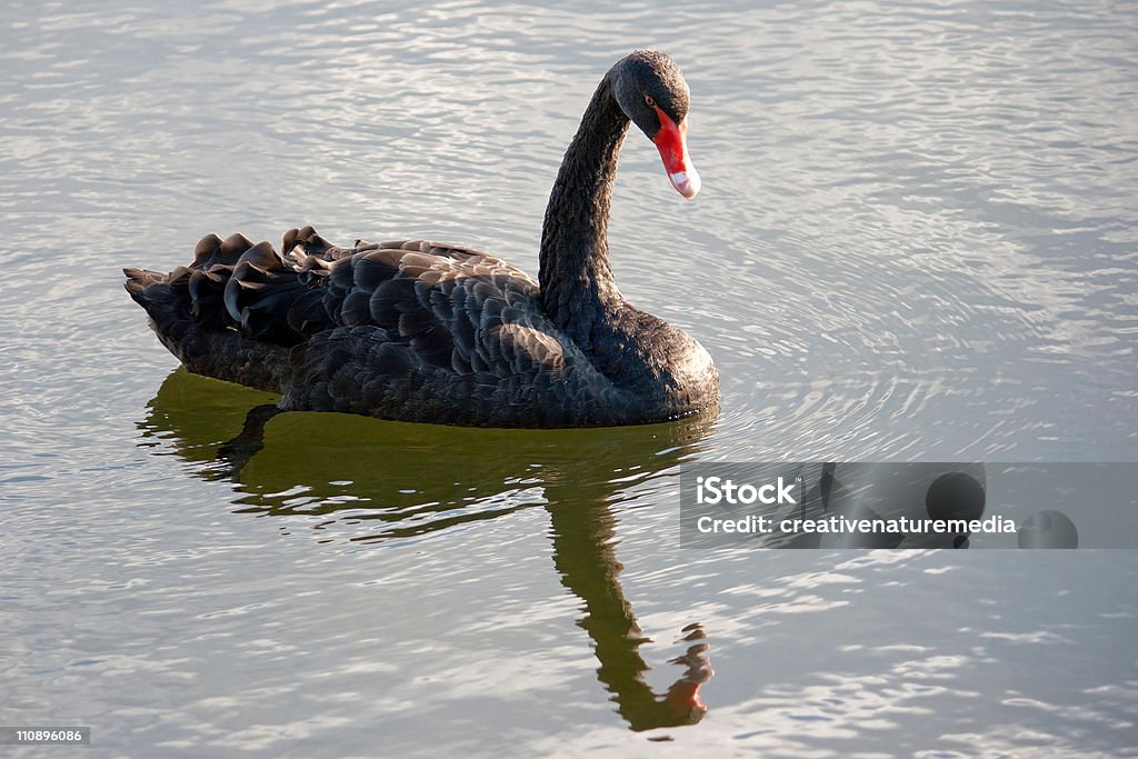 Black Swan on Lake Black Swan on a lake. Animal Wildlife Stock Photo Black Swan on Lake Black Swan on a lake. Animal Wildlife Stock Photo