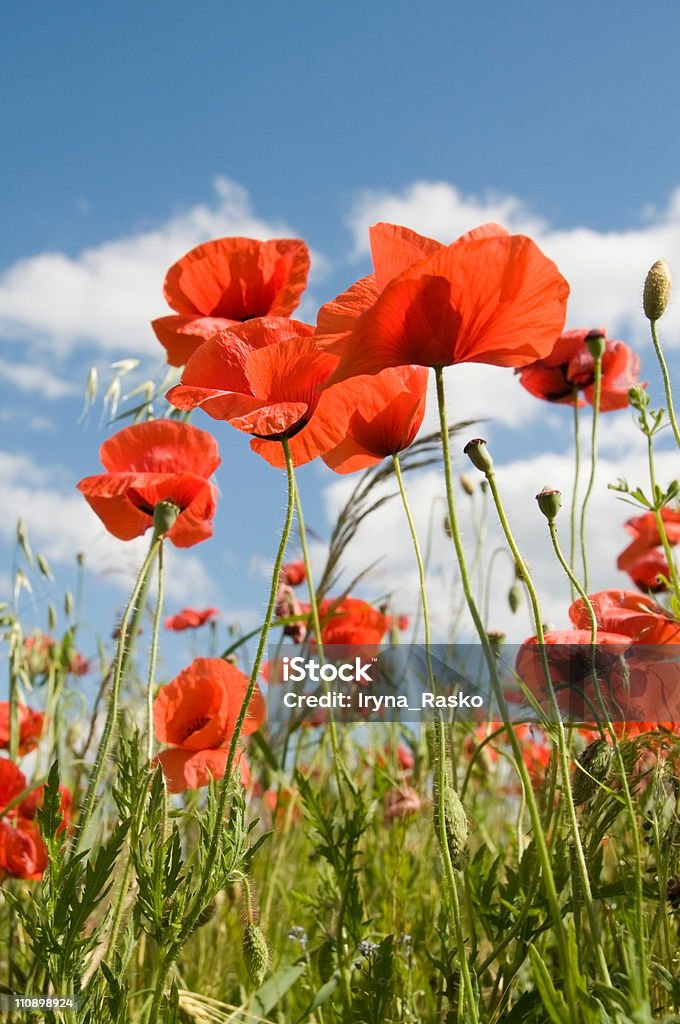 Poppies  Agricultural Field Stock Photo
