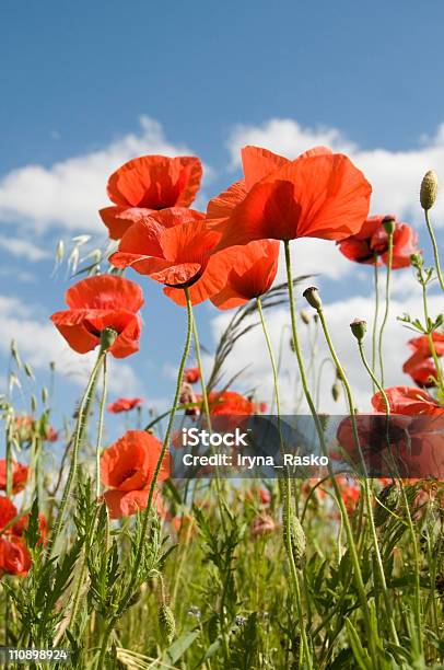 Poppies Stock Photo - Download Image Now - Agricultural Field, Beauty, Blossom