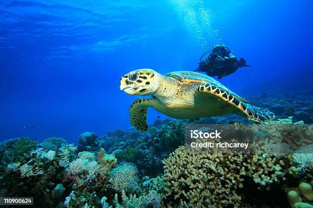 Turtle And Diver Stock Photo - Download Image Now - Animal Wildlife, Animals In The Wild, Beauty In Nature