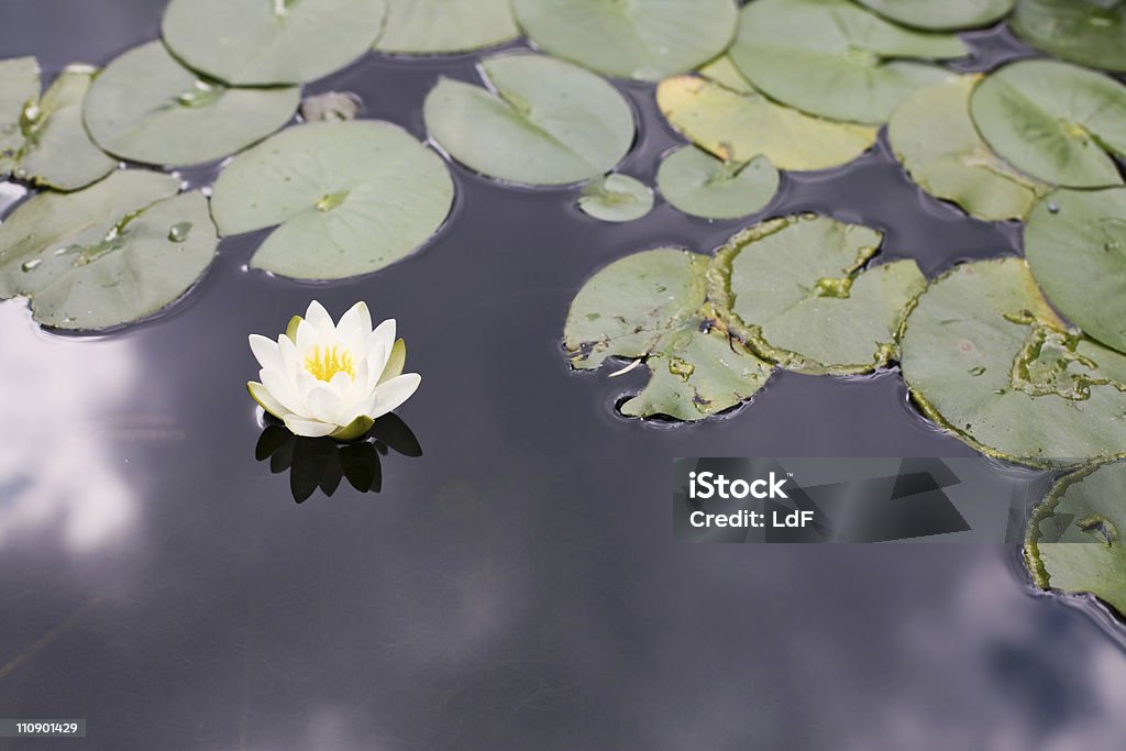 Водяная лилия цветок - Стоковые фото Без людей роялти-фри