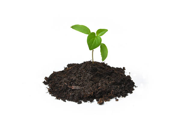 Young plant stock photo