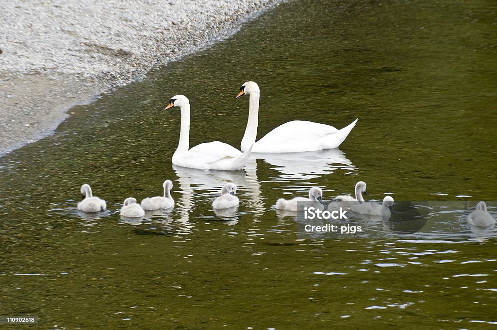 Swan en famille - Photo de Aile d'animal libre de droits