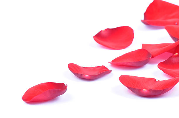 istock Petals of a red rose isolated 110904230