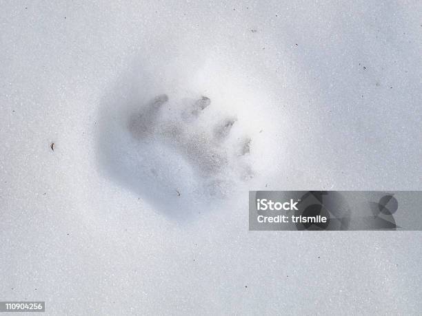 ベアトラックに雪 - クマのストックフォトや画像を多数ご用意 - クマ, 雪, 動物の足跡