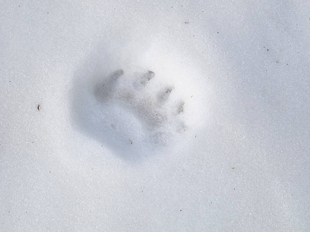 Bear Track on Snow stock photo