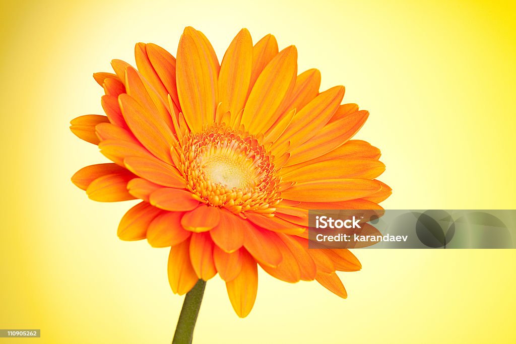 Orange gerbera flower  Beauty In Nature Stock Photo