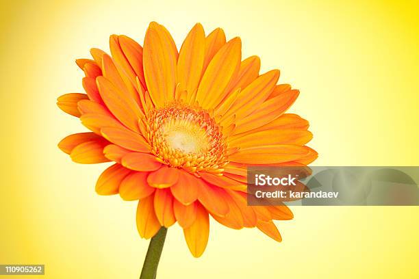 Orange Gerbera Flower Stock Photo - Download Image Now - Beauty In Nature, Blossom, Close-up