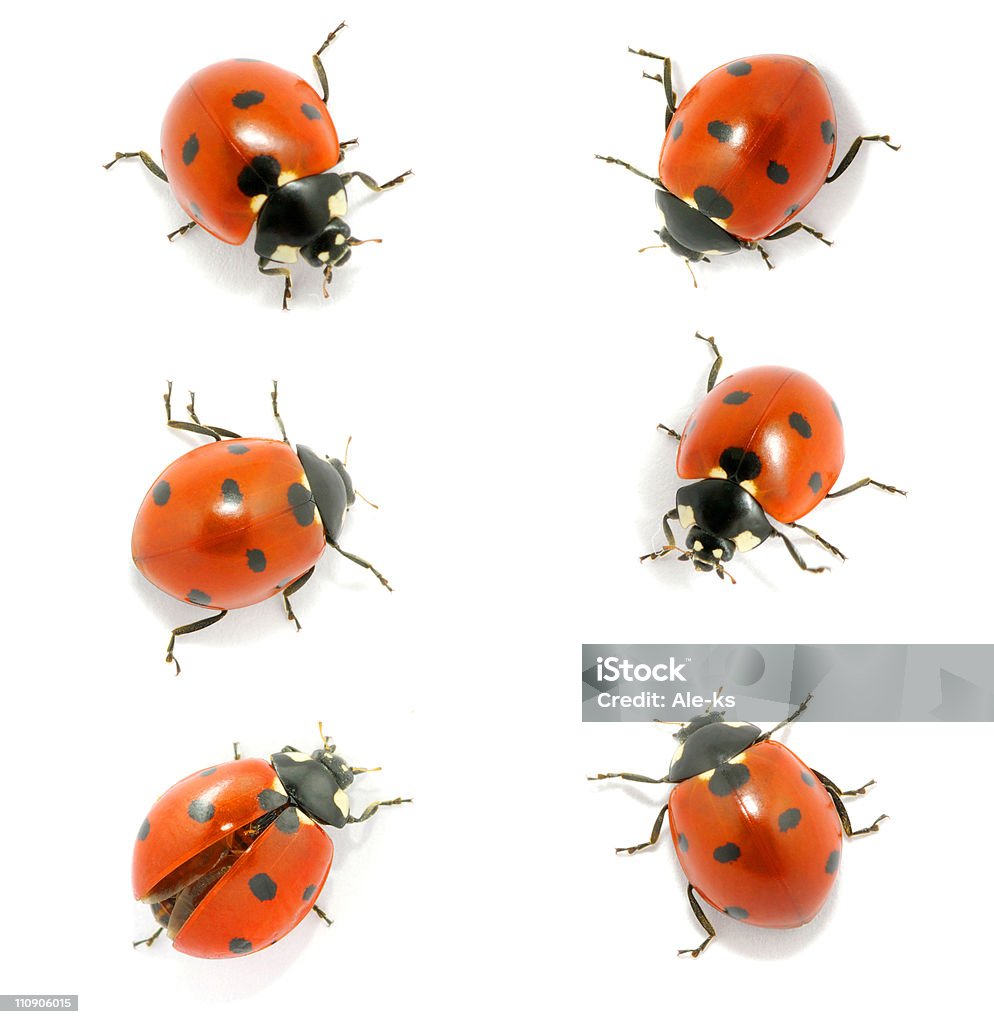 Six red ladybugs on a white background Ladybug isolated on the white Cut Out Stock Photo