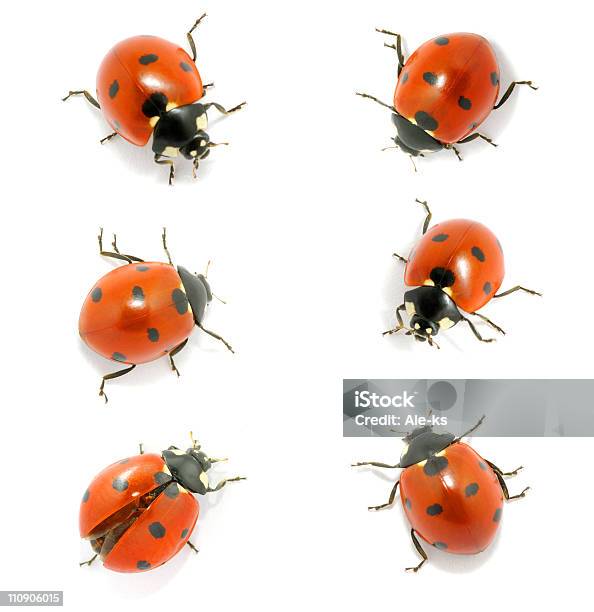 Six Red Ladybugs On A White Background Stock Photo - Download Image Now - Cut Out, Ladybug, Animal