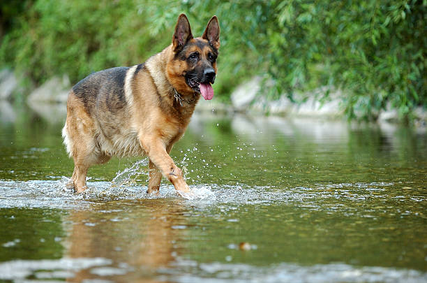 German Shepherd dog in a river. Wet dog.