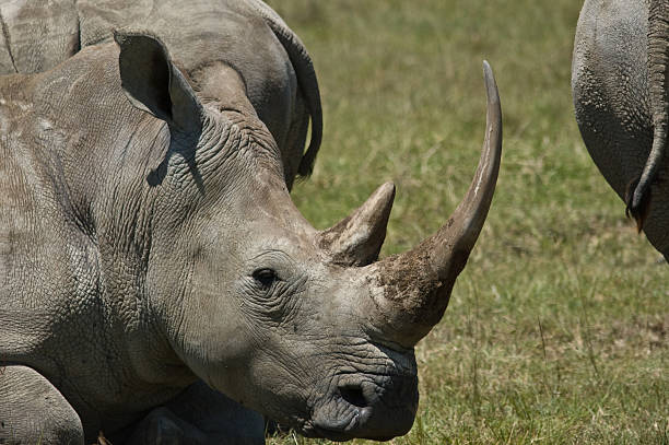 istock Rhino Detail 110913000