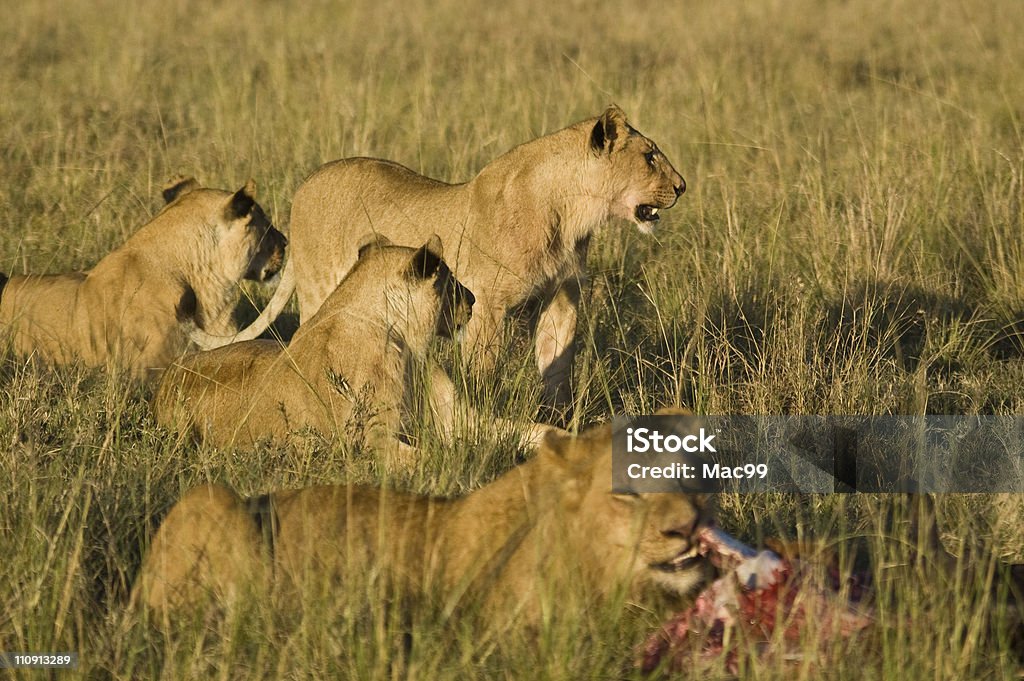 Стая львов ест Гну - Стоковые фото Африка роялти-фри