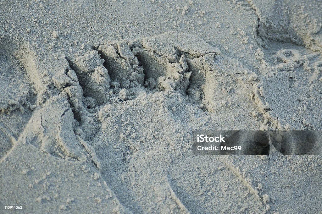 Pegada de Icebear - Royalty-free Areia Foto de stock