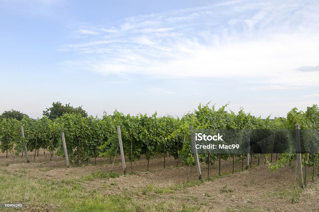 Wine plants  Agricultural Field Stock Photo