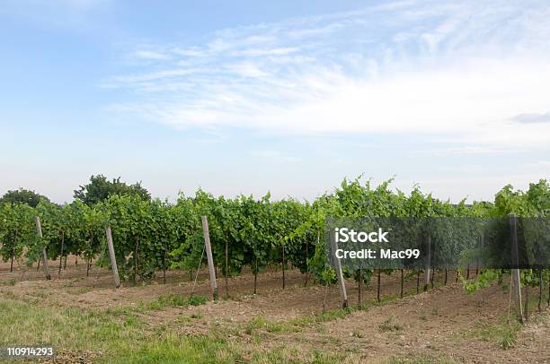 Wine Plants Stock Photo - Download Image Now - Agricultural Field, Agriculture, Austria
