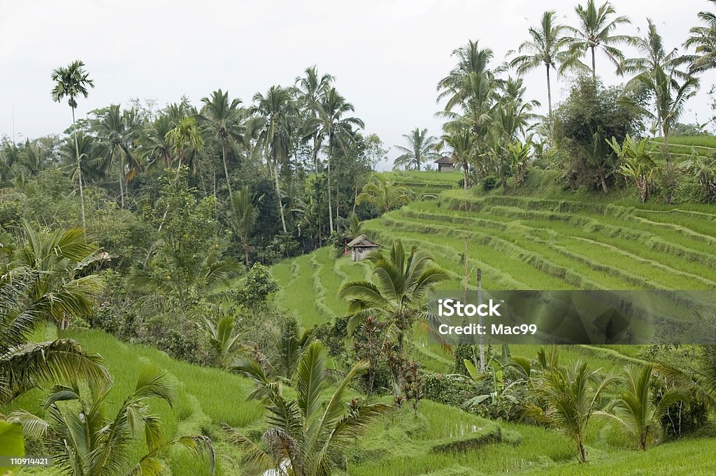 Rice terraces in Bali  Agricultural Field Stock Photo