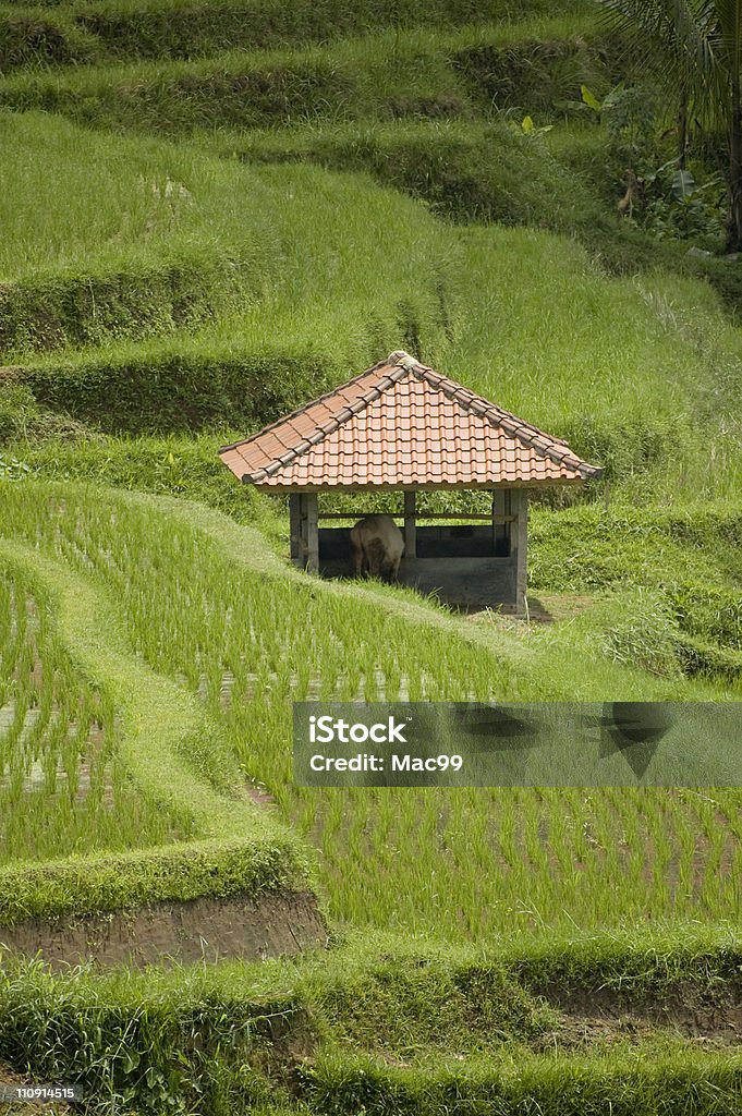 Hut em ricefield asiática - Foto de stock de Agricultura royalty-free