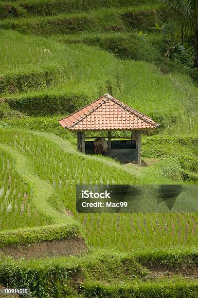 Foto de Hut Em Ricefield Asiática e mais fotos de stock de Agricultura - Agricultura, Ajardinado, Arroz - Cereal
