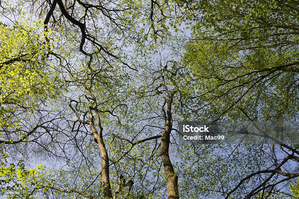 Подсветка treetops из ниже - Стоковые фото Без людей роялти-фри