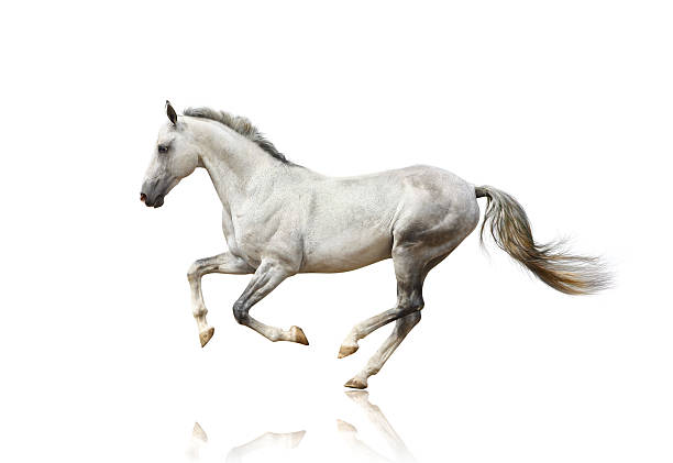 белая лошадь изолированных - photography running horizontal horse стоковые фото и изображения
