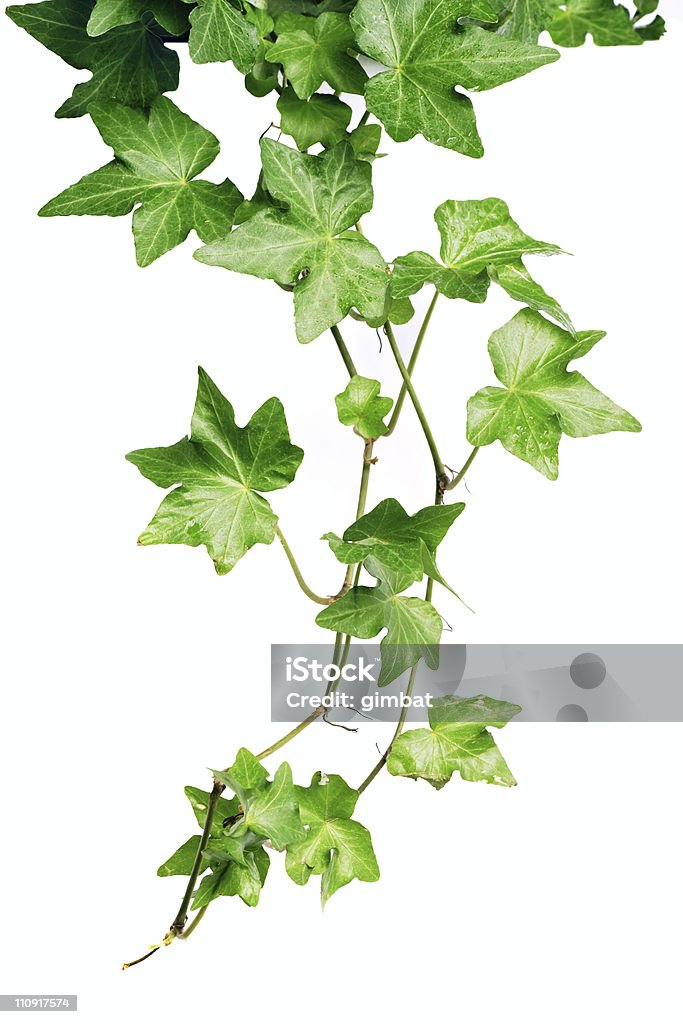 Green ivy  Botany Stock Photo