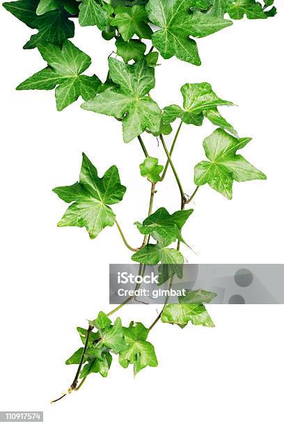 Green Ivy Stock Photo - Download Image Now - Botany, Bush, Color Image