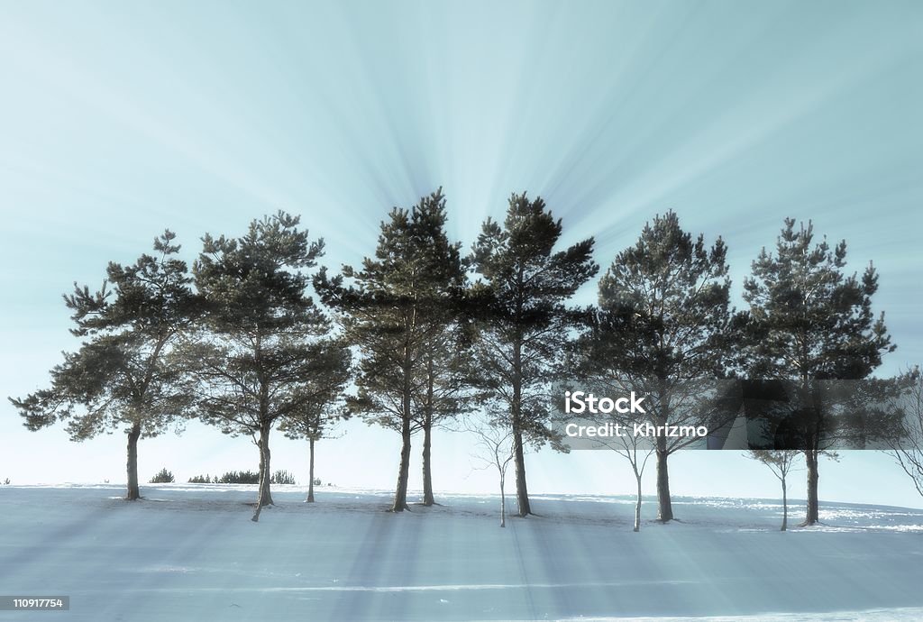 Rząd drzew zimą z podświetleniem - Zbiór zdjęć royalty-free (Bez ludzi)