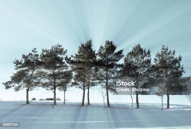 Rząd Drzew Zimą Z Podświetleniem - zdjęcia stockowe i więcej obrazów Bez ludzi - Bez ludzi, Biały, Boże Narodzenie