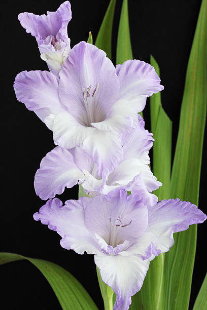 violeta gladiolo - gladiolus single flower isolated white fotografías e imágenes de stock