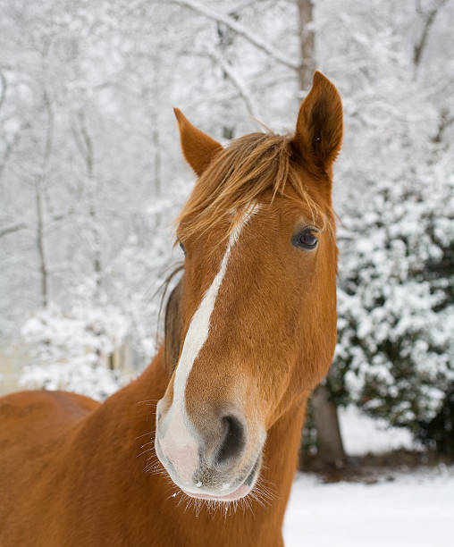 istock Snowy day horse 110918415